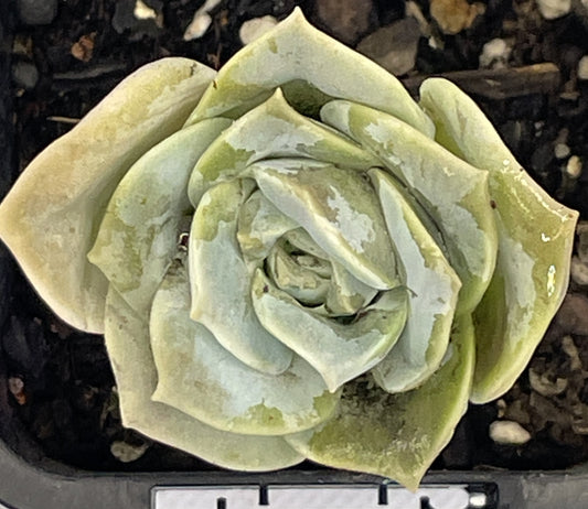 Graptoveria 'Lovely Rose'