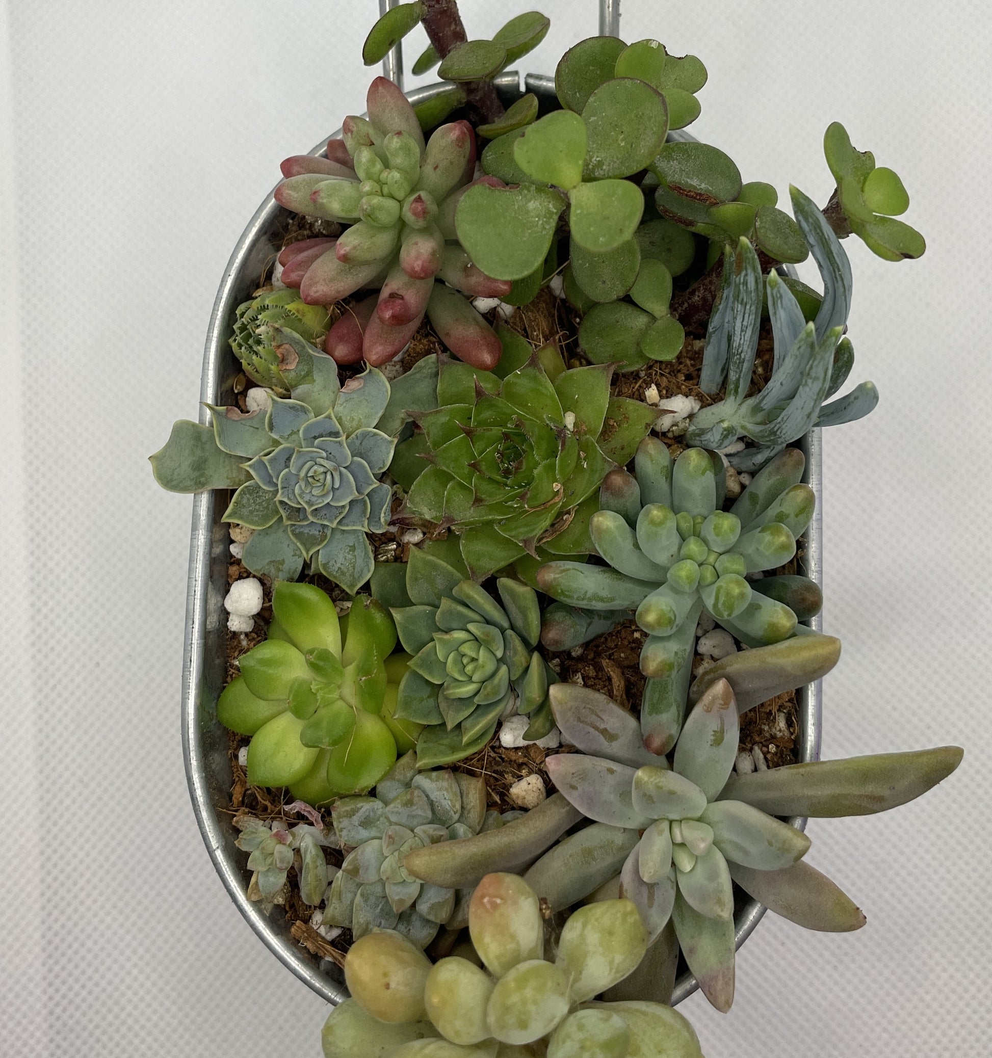 metal succulent Metal Tub Arrangement
