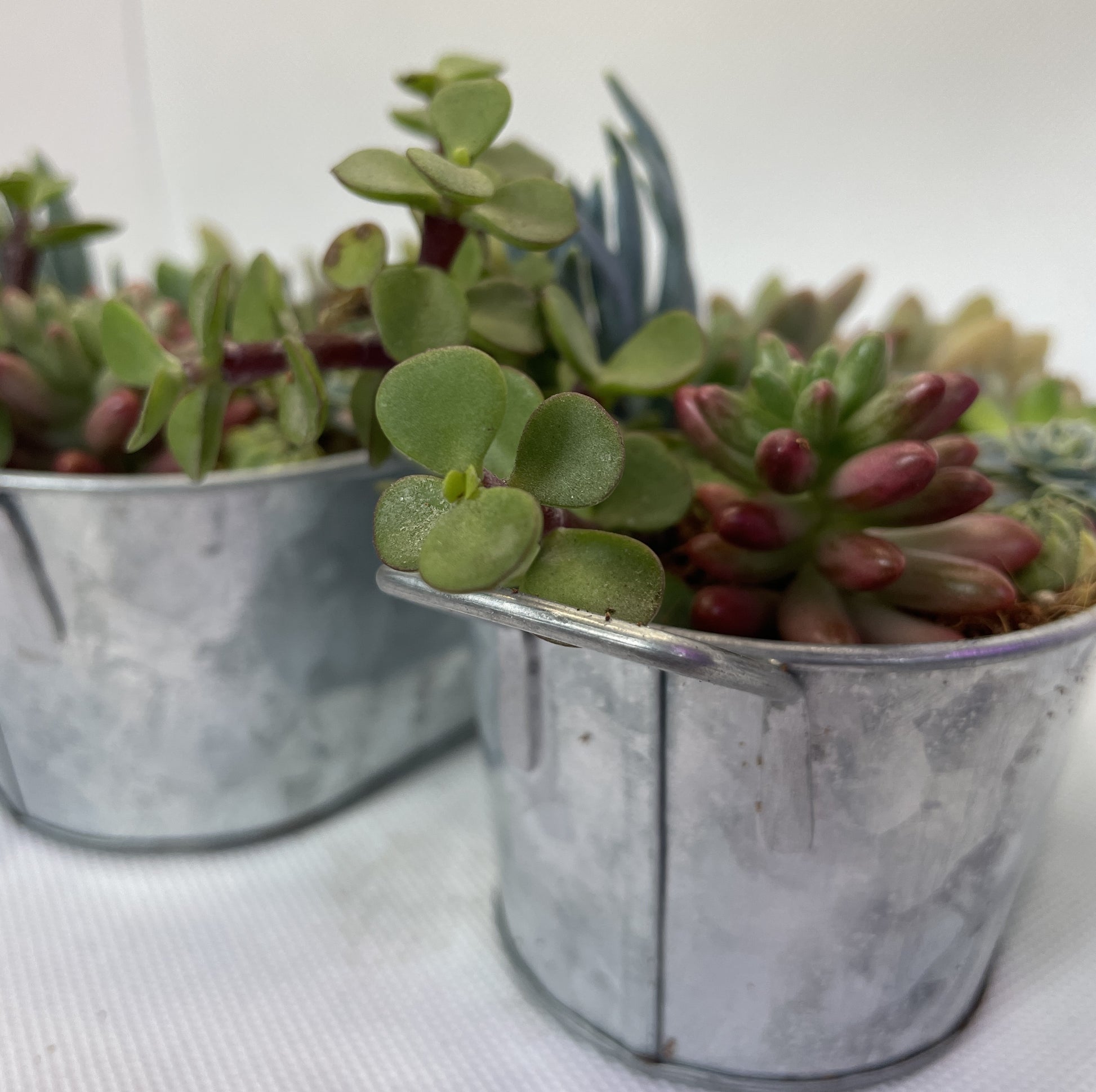 succulents in metal pots Metal Tub Arrangement – OZ BALCONY SUCCULENT