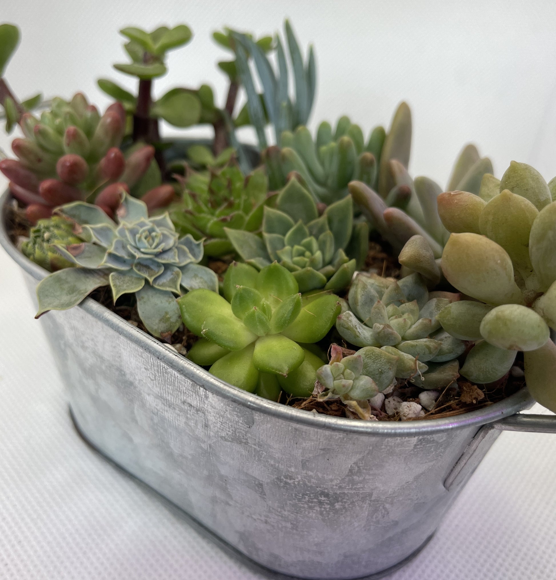 metal succulent planters Metal Tub Arrangement – OZ BALCONY SUCCULENT