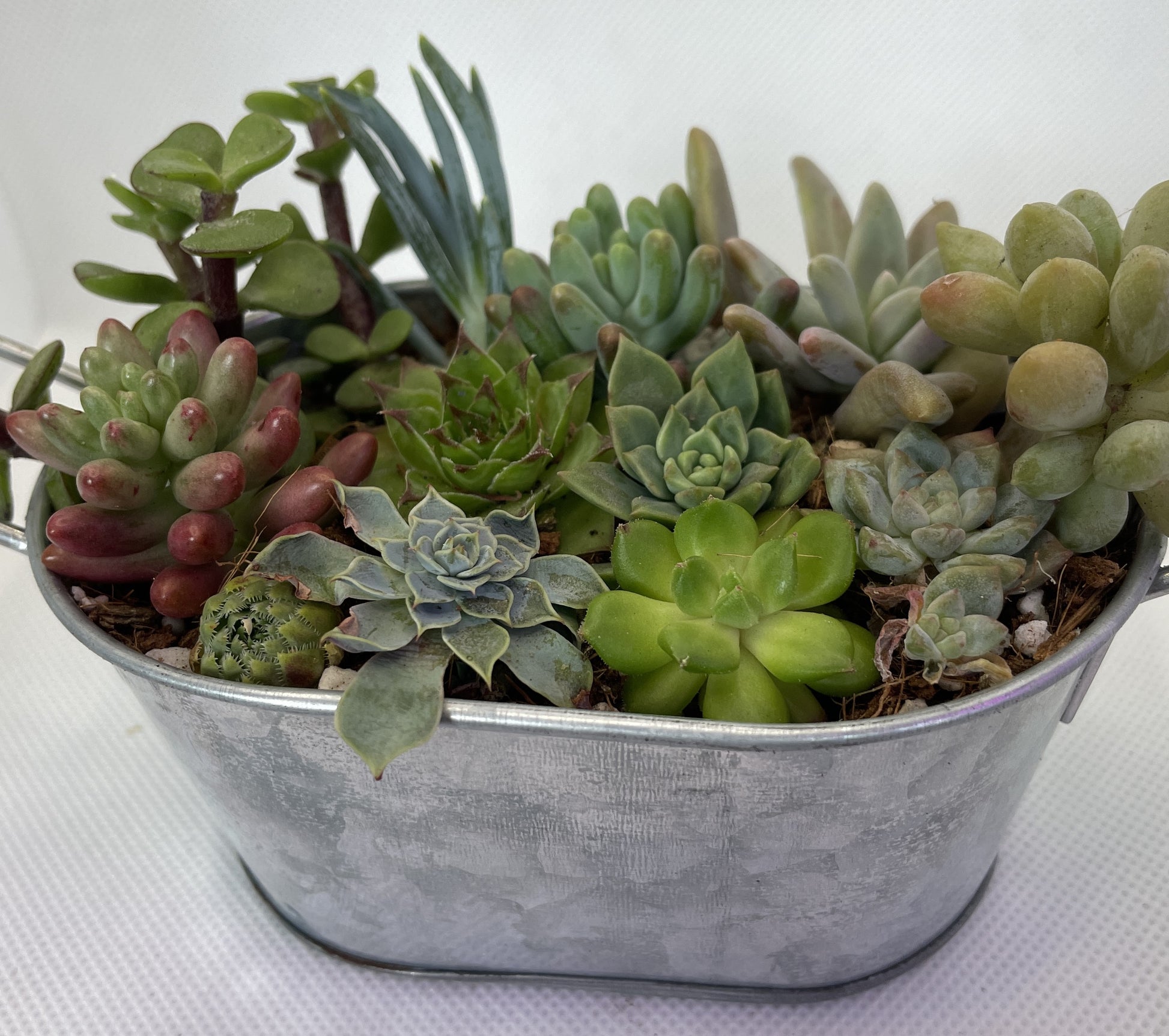 planting succulents in metal containers Metal Tub Arrangement – OZ BALCONY SUCCULENT