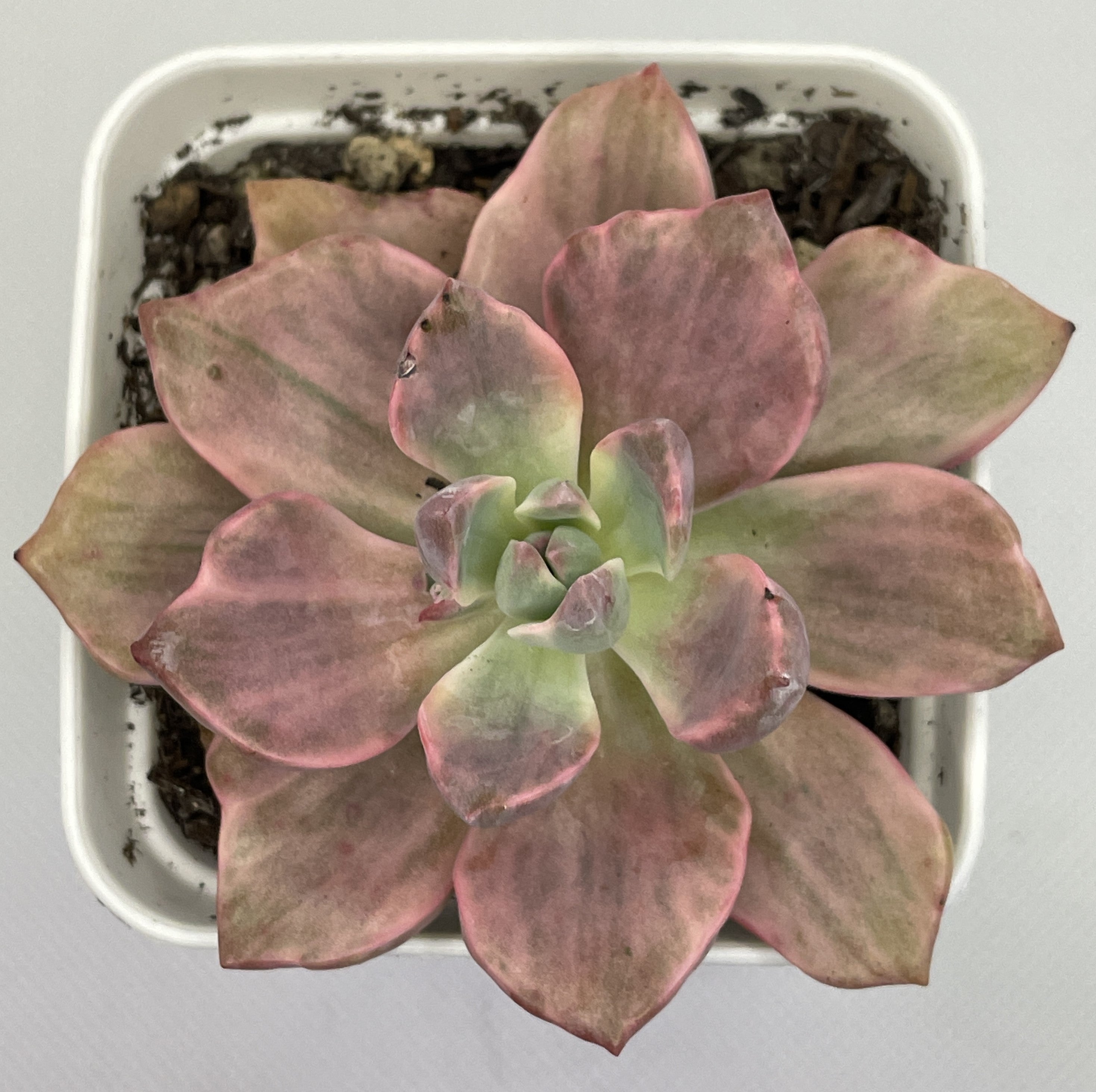Graptoveria 'Mrs Richards' Variegata/Gypsy – OZ BALCONY SUCCULENT