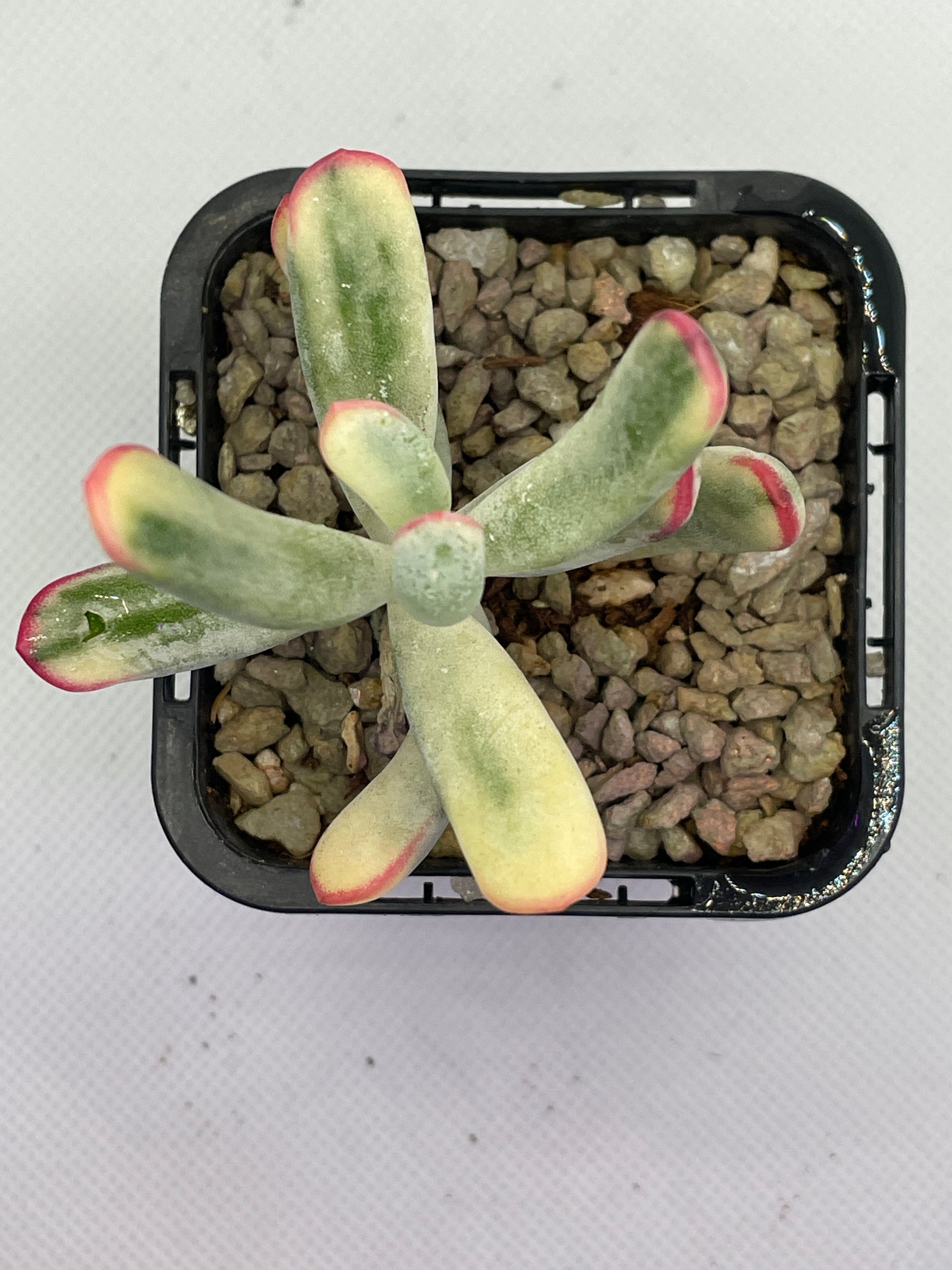 cotyledon orbiculata variegated succulent Cotyledon orbiculata Variegated (Long Leaf) – OZ BALCONY SUCCULENT