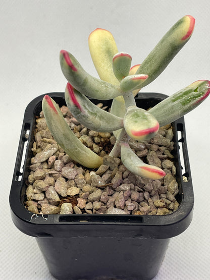 Cotyledon orbiculata Variegated (Long Leaf)