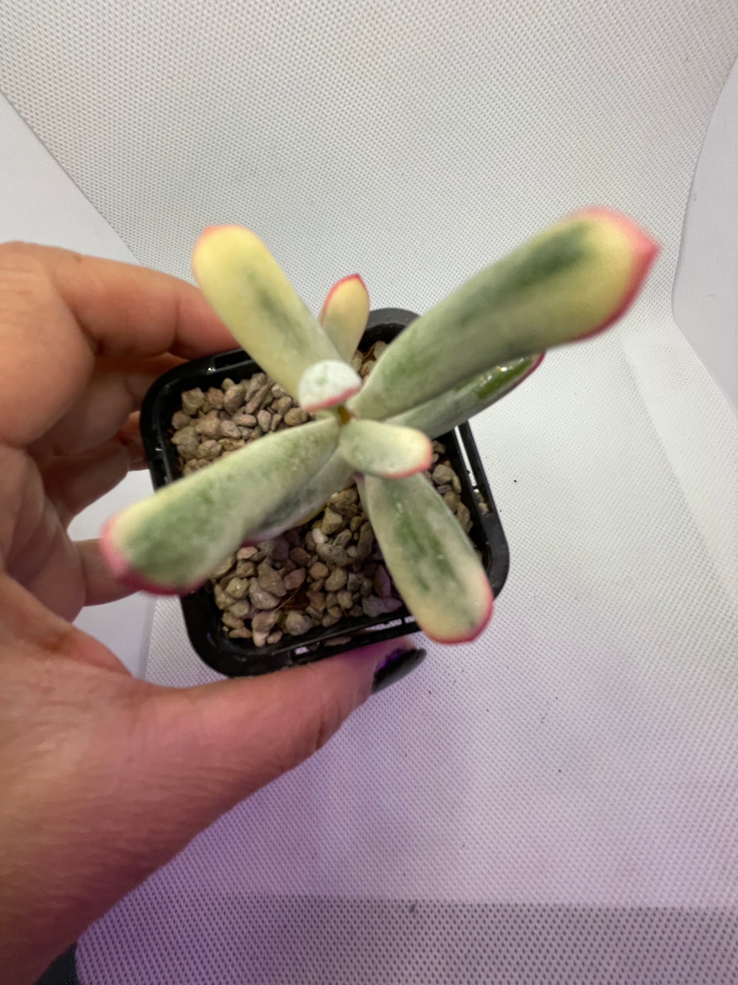 Cotyledon orbiculata Variegated (Long Leaf)