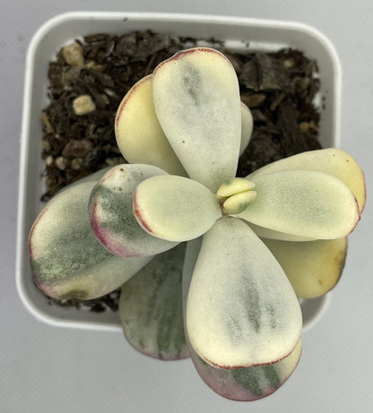 Cotyledon Orbiculata Varigated (Round Leaf)