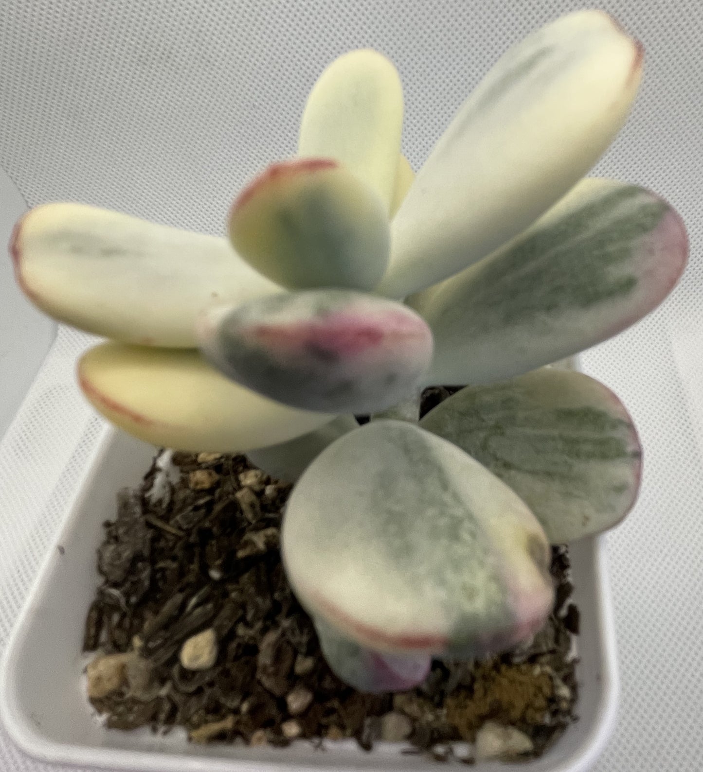 Cotyledon Orbiculata Varigated (Round Leaf)