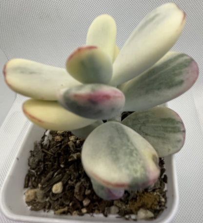 Cotyledon Orbiculata Varigated (Round Leaf)