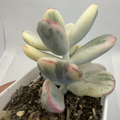 Cotyledon Orbiculata Varigated (Round Leaf)