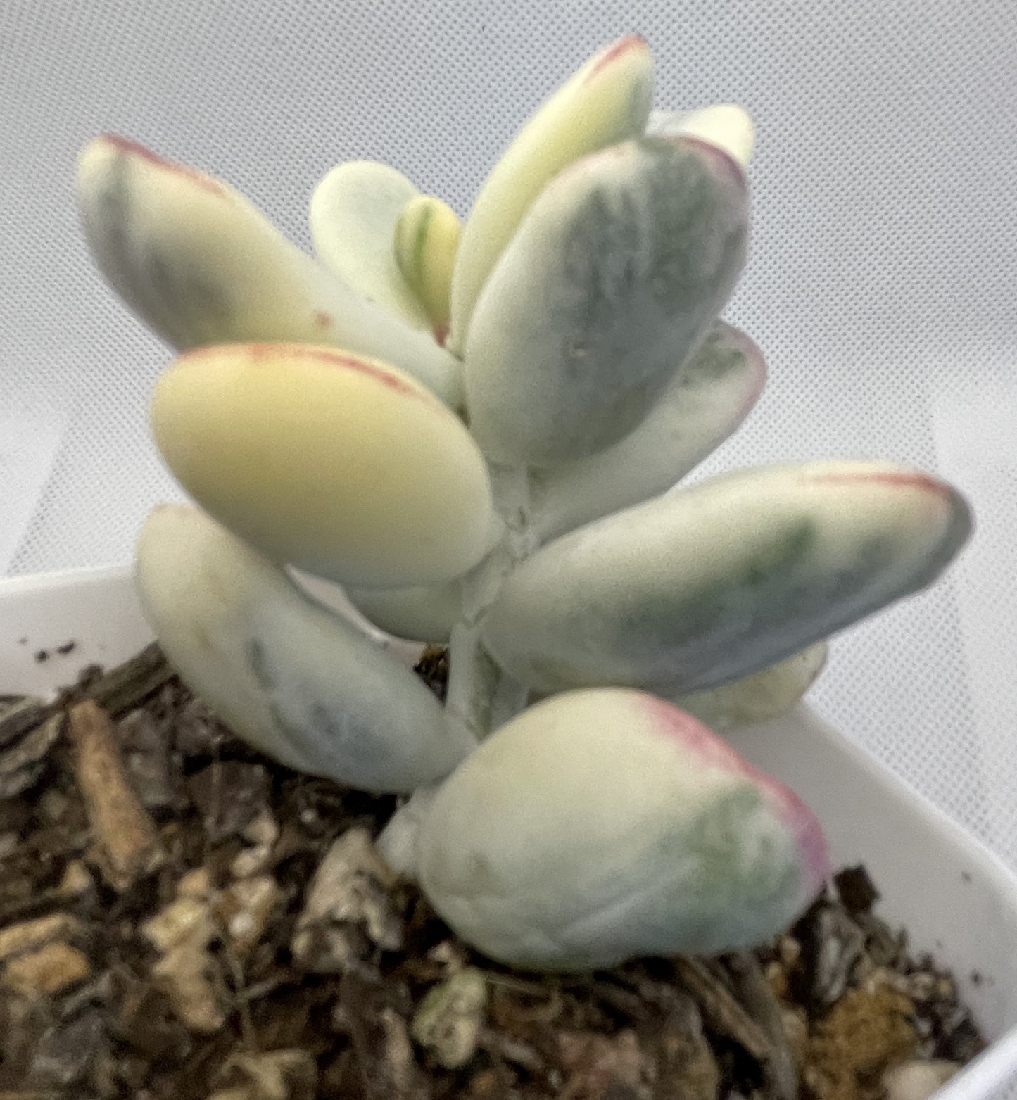 Cotyledon Orbiculata Varigated (Round Leaf)