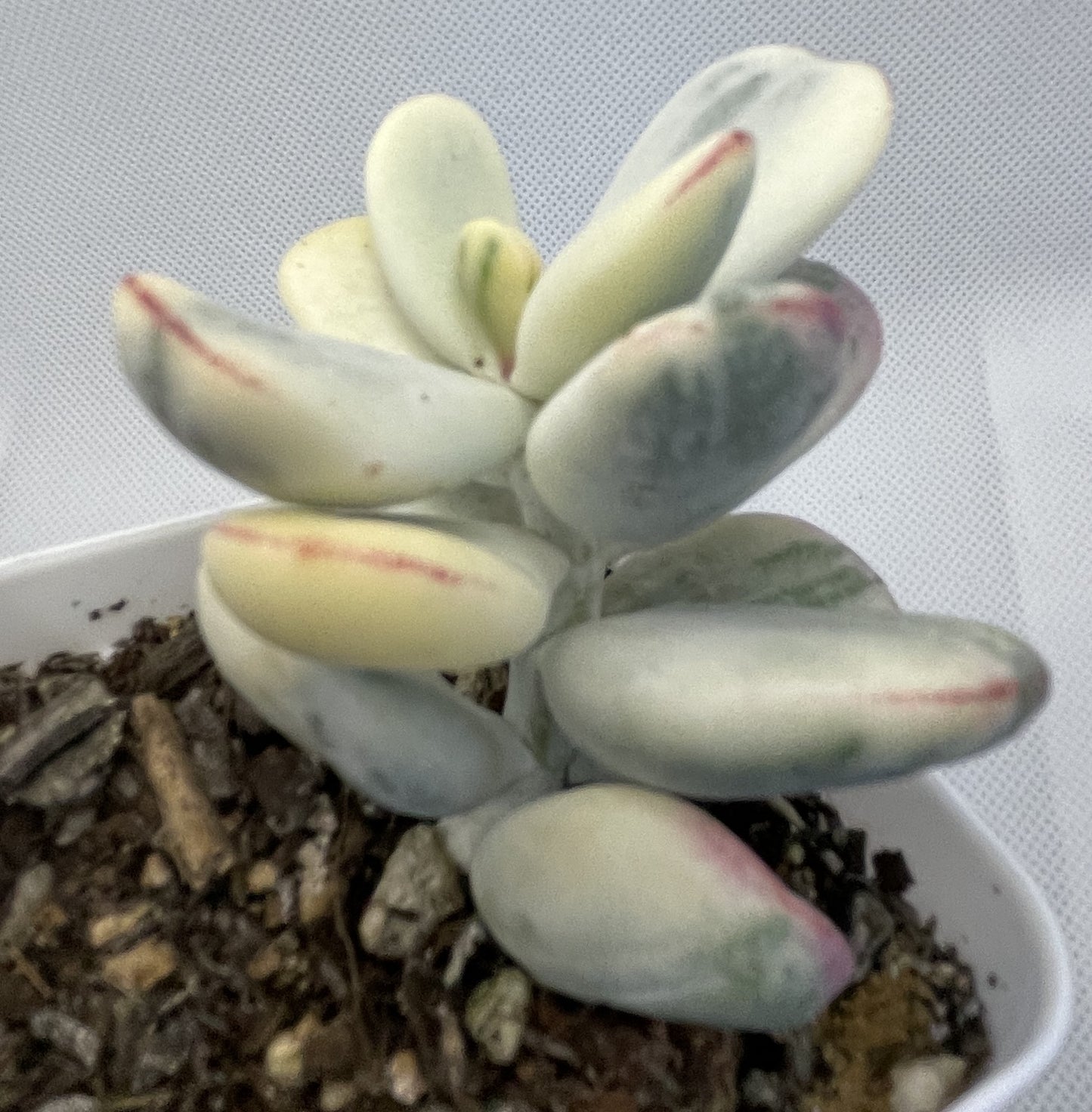 Cotyledon Orbiculata Varigated (Round Leaf)