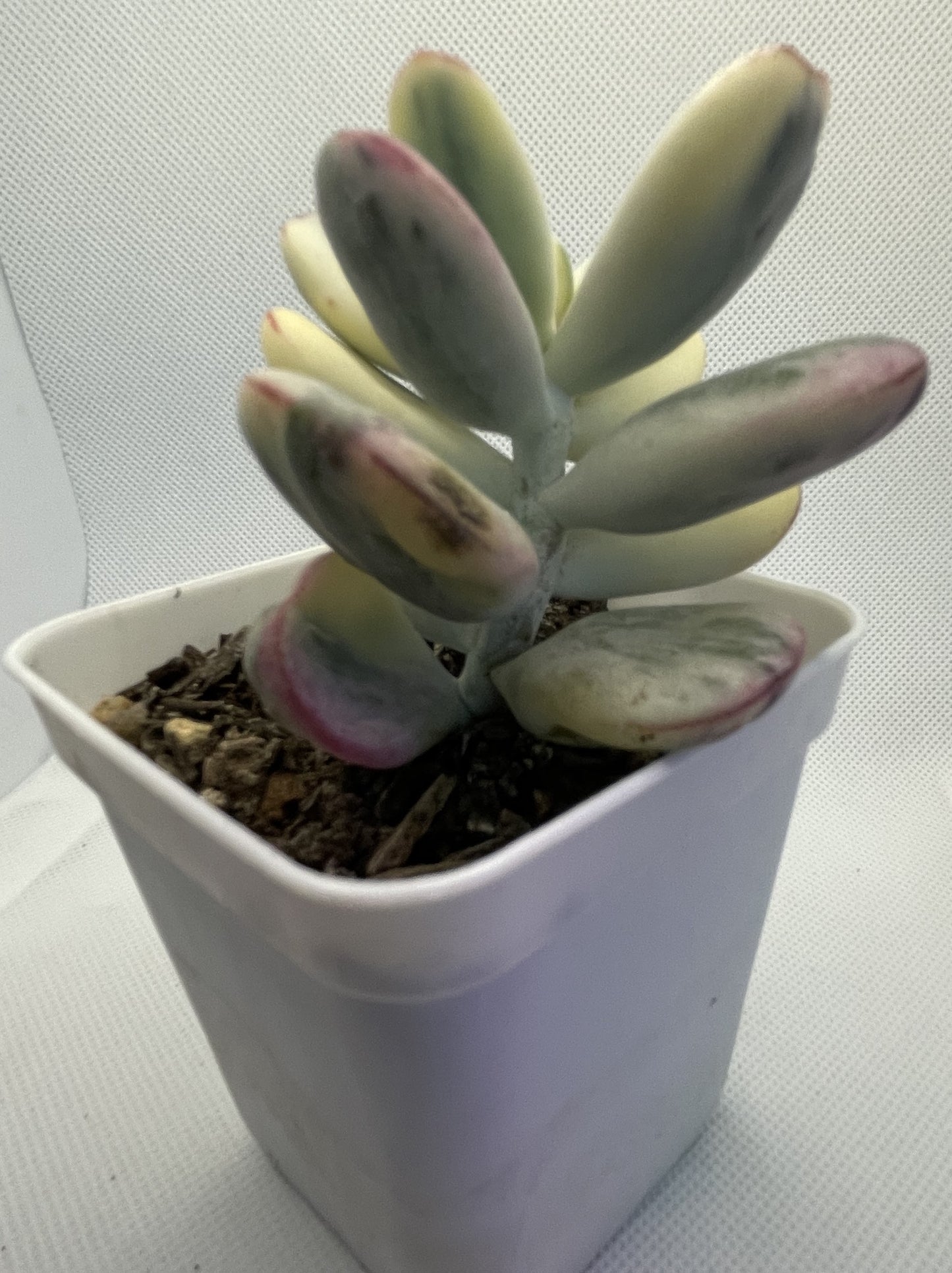 Cotyledon Orbiculata Varigated (Round Leaf)