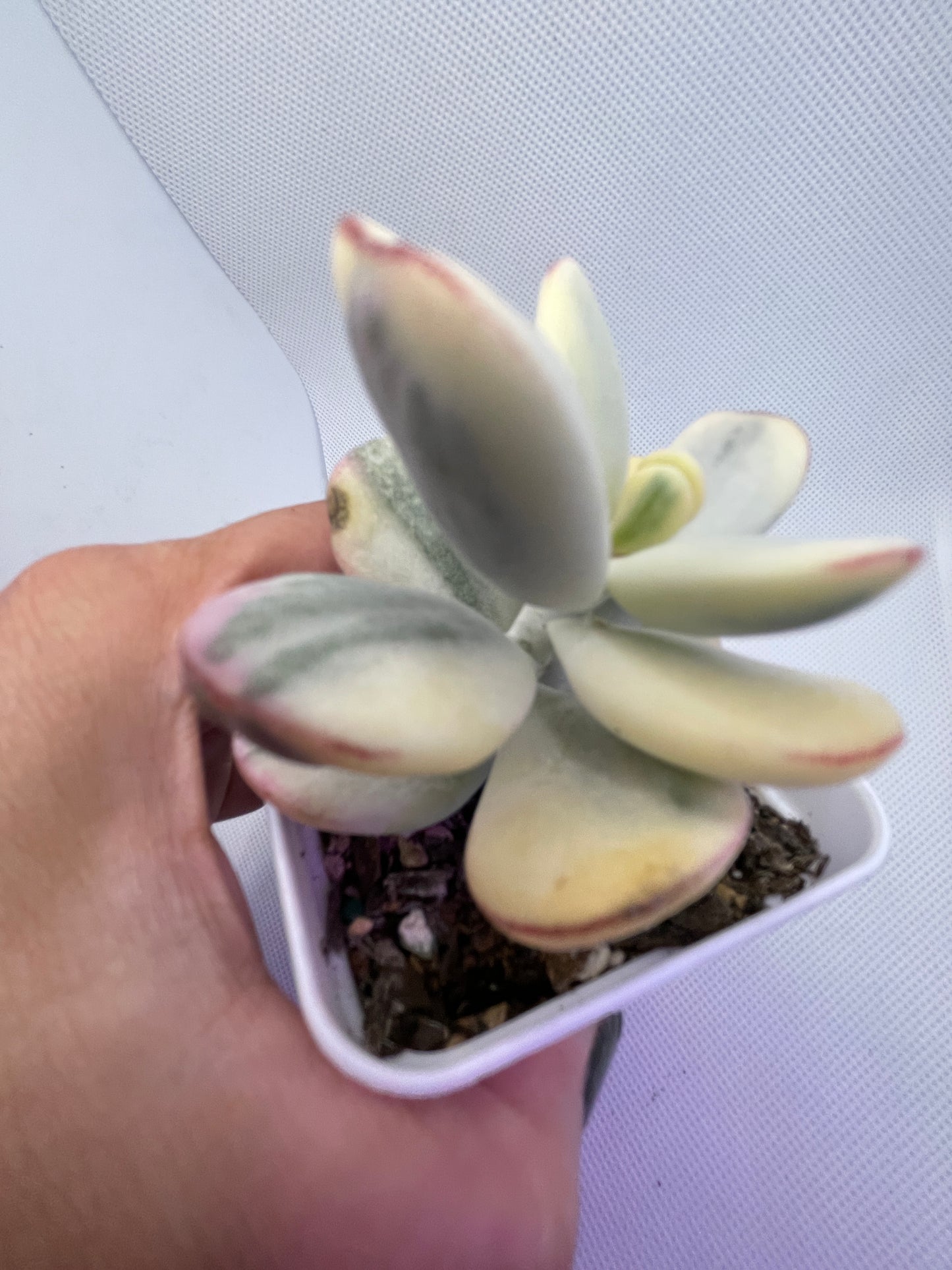 Cotyledon Orbiculata Varigated (Round Leaf)