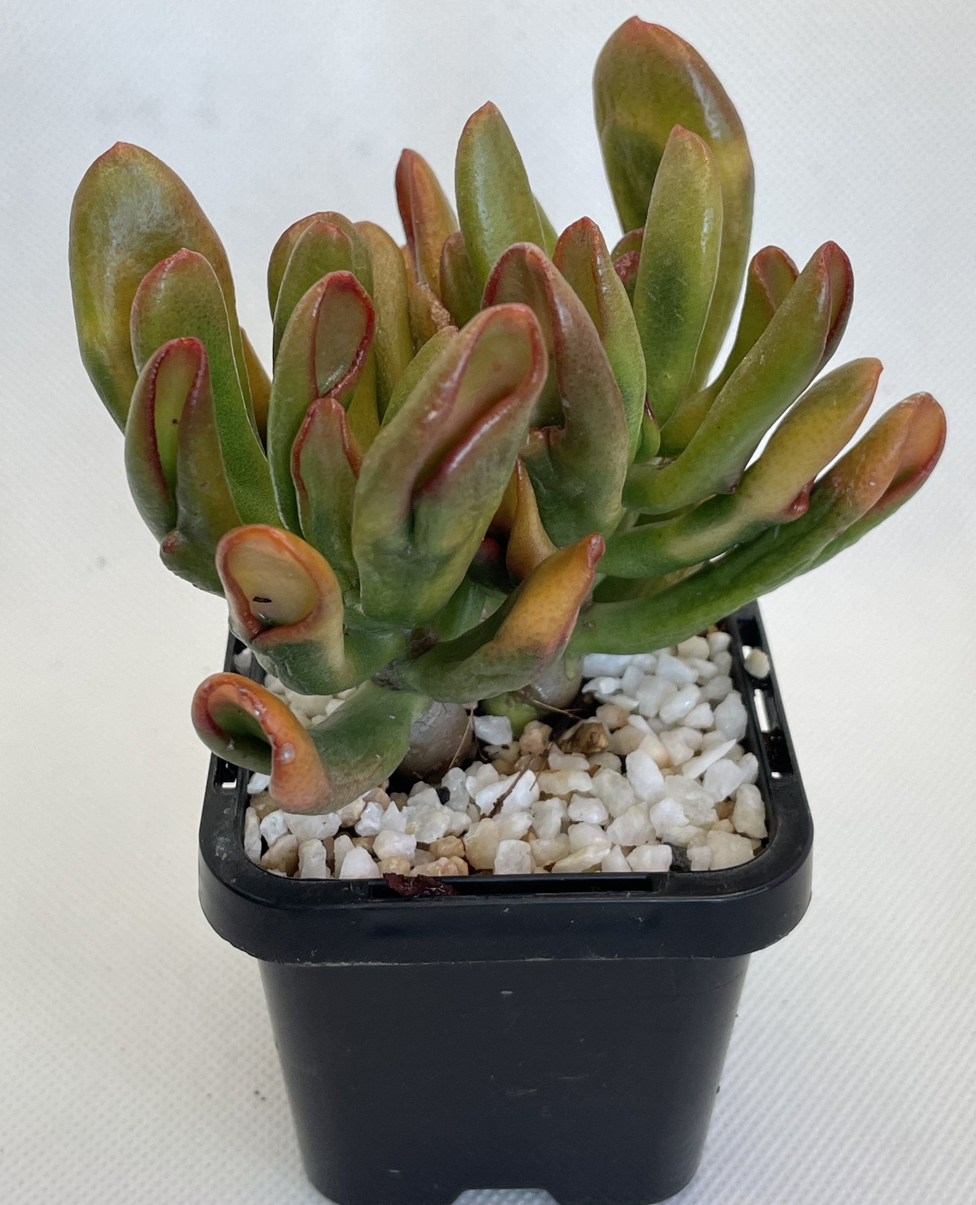 succulent crassula ovata gollum Crassula Ovata 'Gollum'
