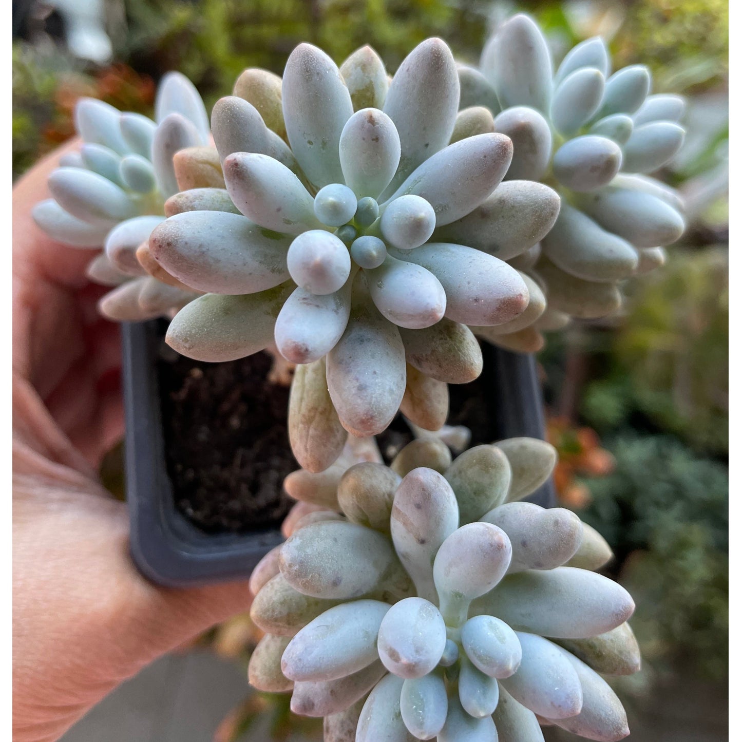 Pachyphytum 'Baby Finger'