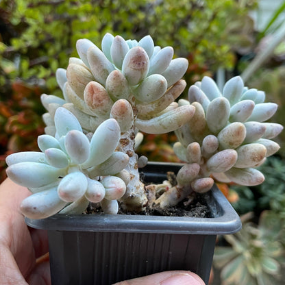 Pachyphytum 'Baby Finger'