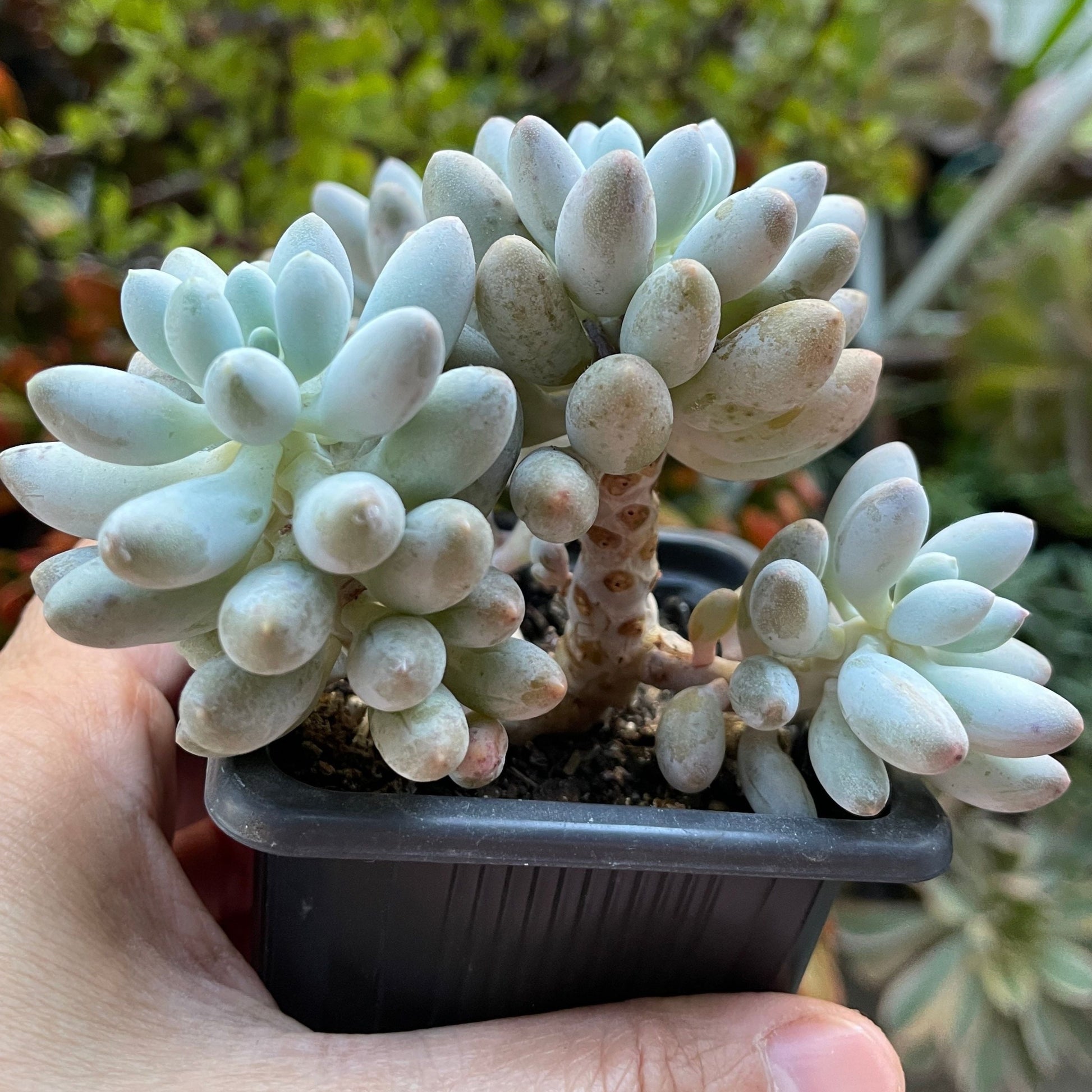 finger succulent Pachyphytum 'Baby Finger' – OZ BALCONY SUCCULENT