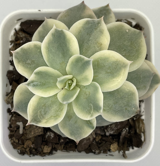 Echeveria Subsessilis Varigated