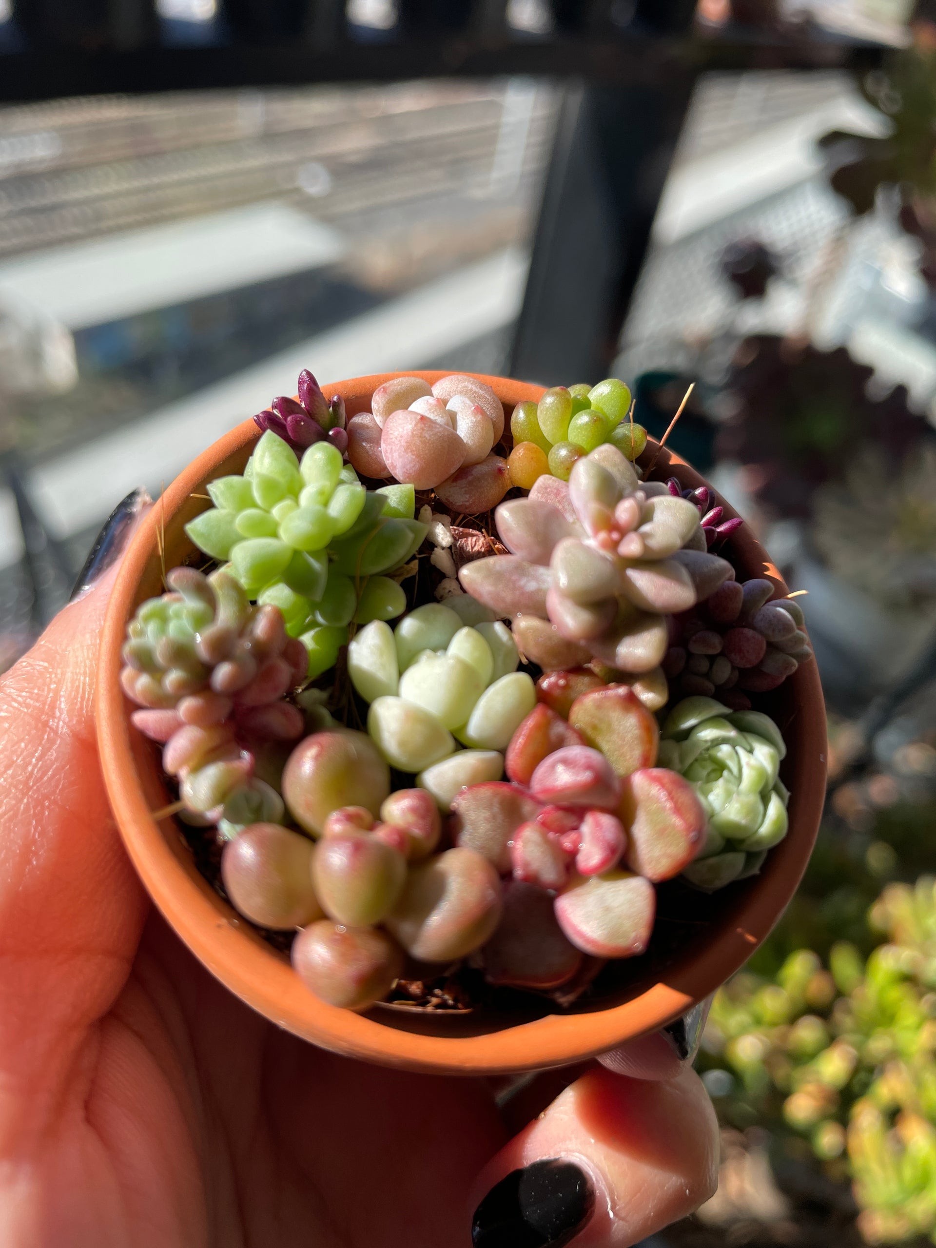 oz succulent Succulent Arrangement 1 – OZ BALCONY SUCCULENT