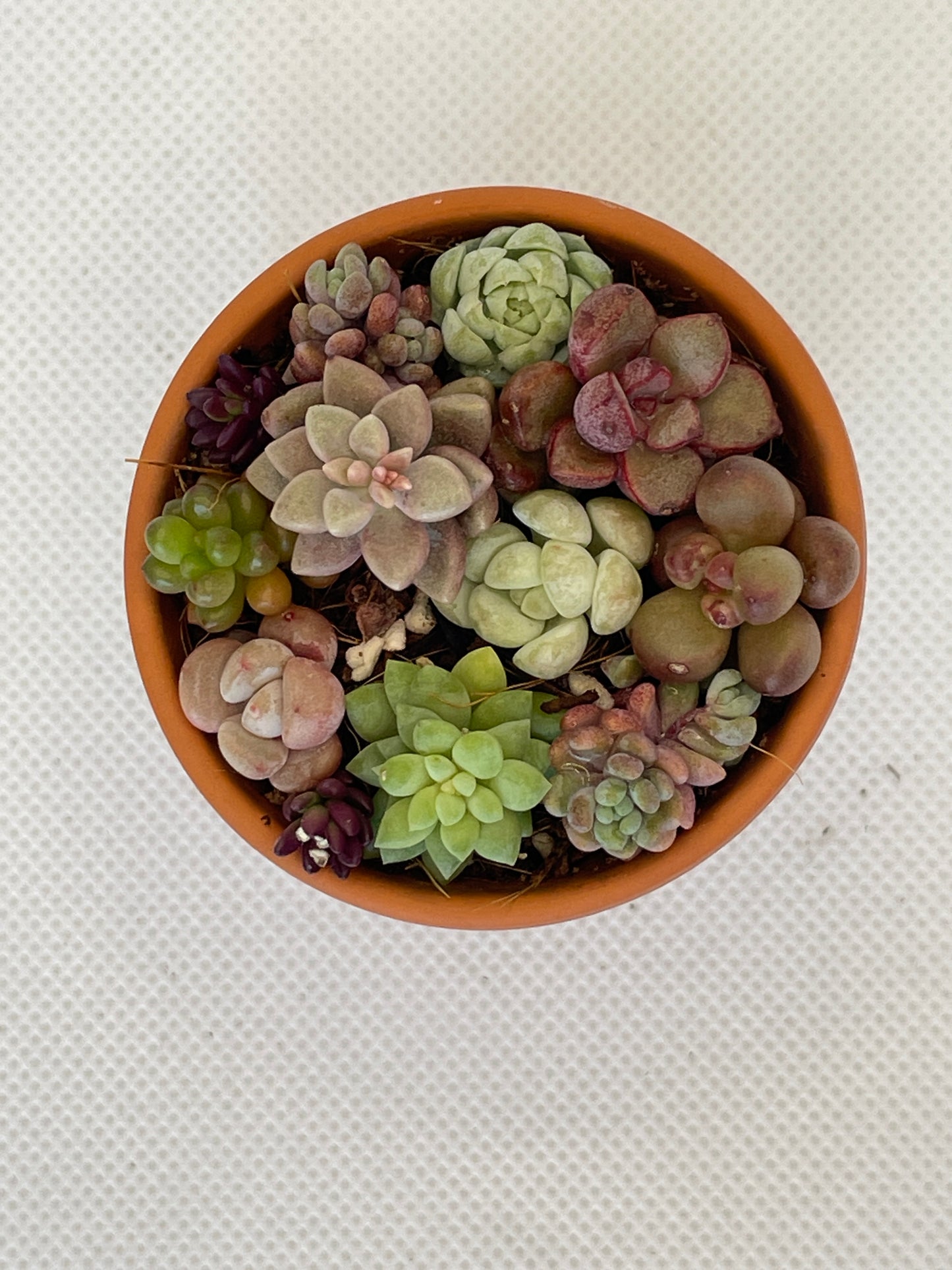 Succulent Arrangement 1