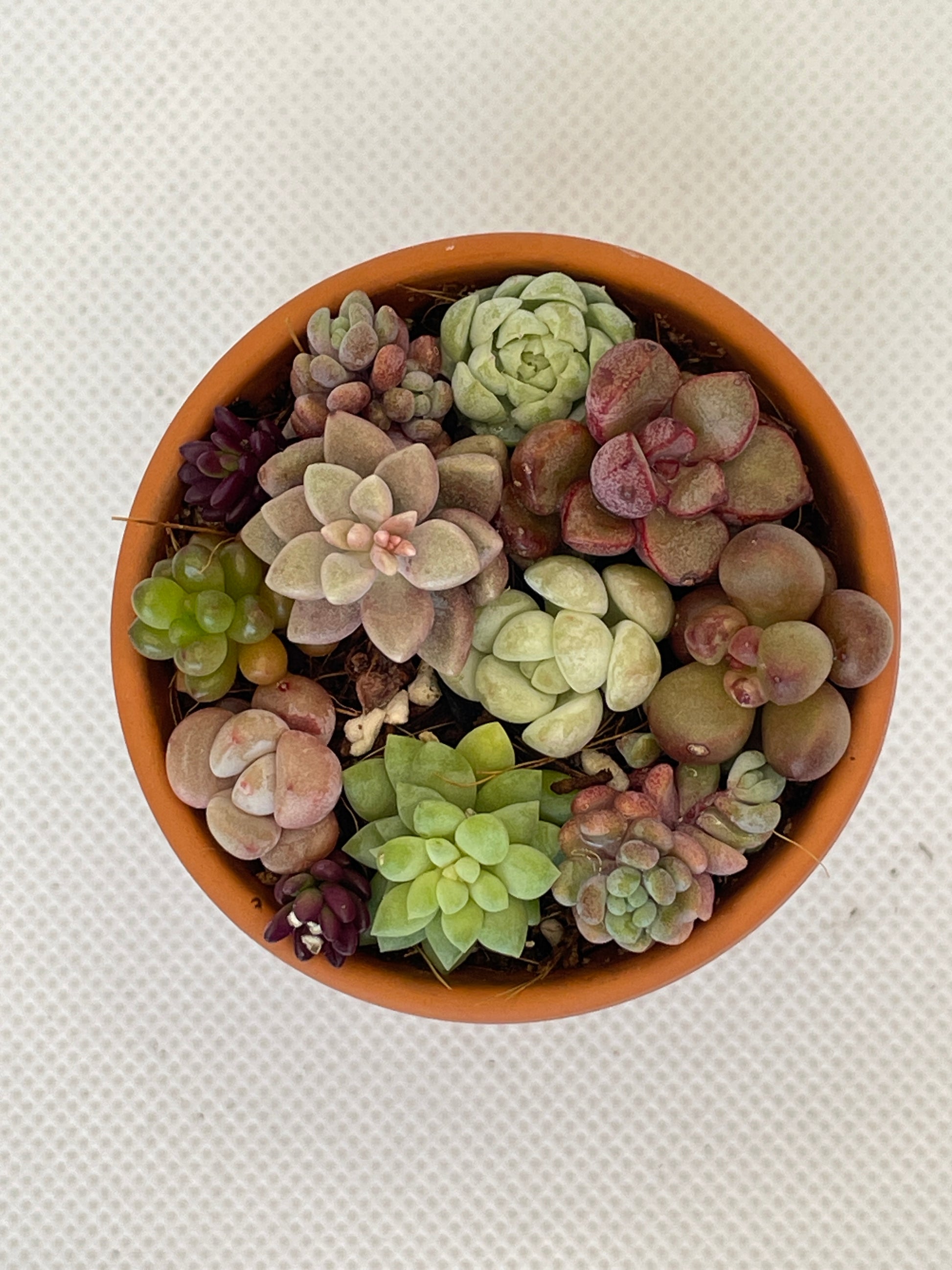 oz succulent Succulent Arrangement 1 – OZ BALCONY SUCCULENT