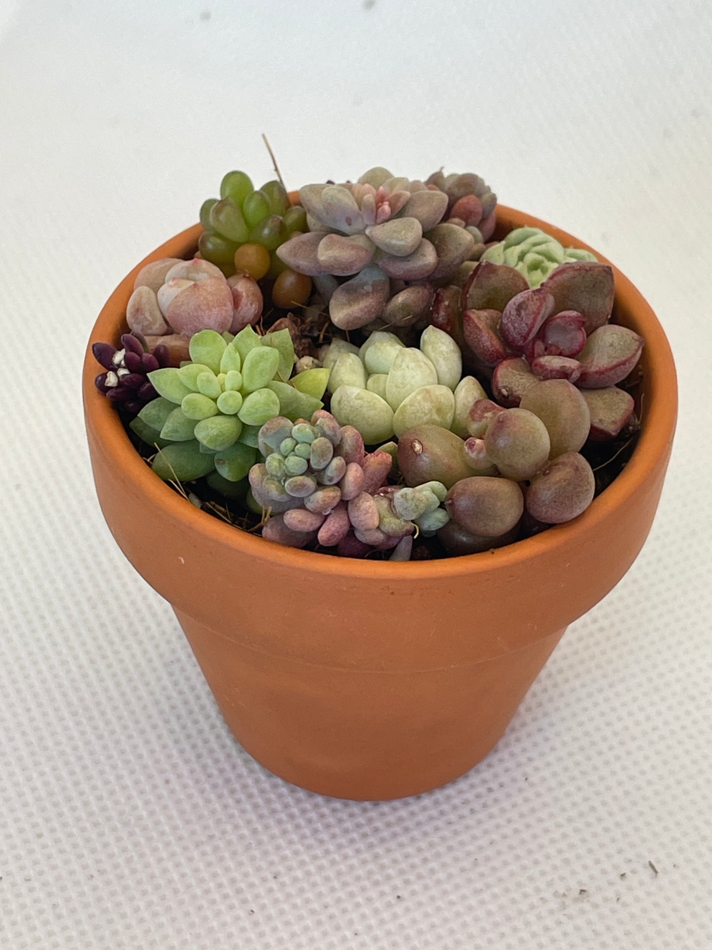 Succulent Arrangement 1