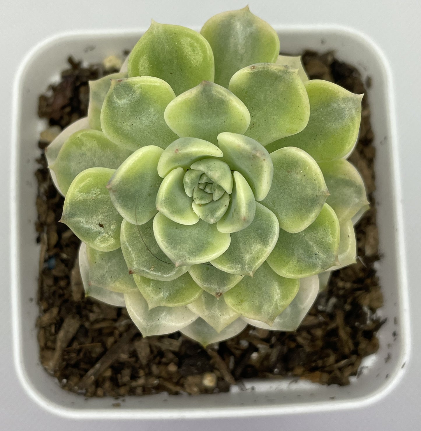 Echeveria 'Tinker Bell' Variegated