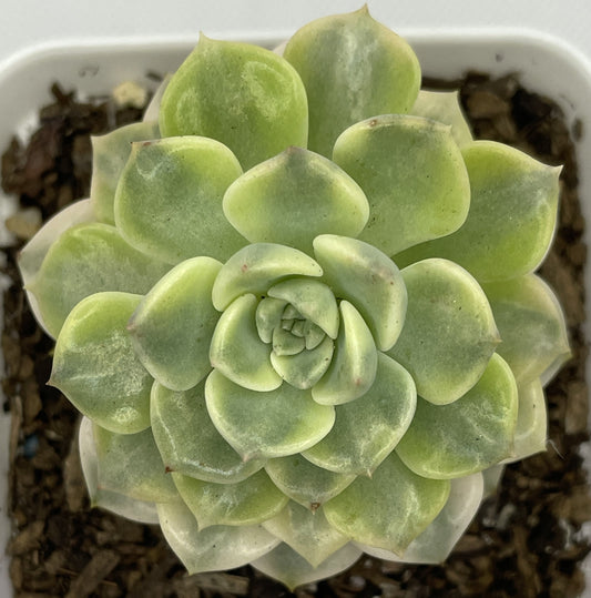 Echeveria 'Tinker Bell' Variegated