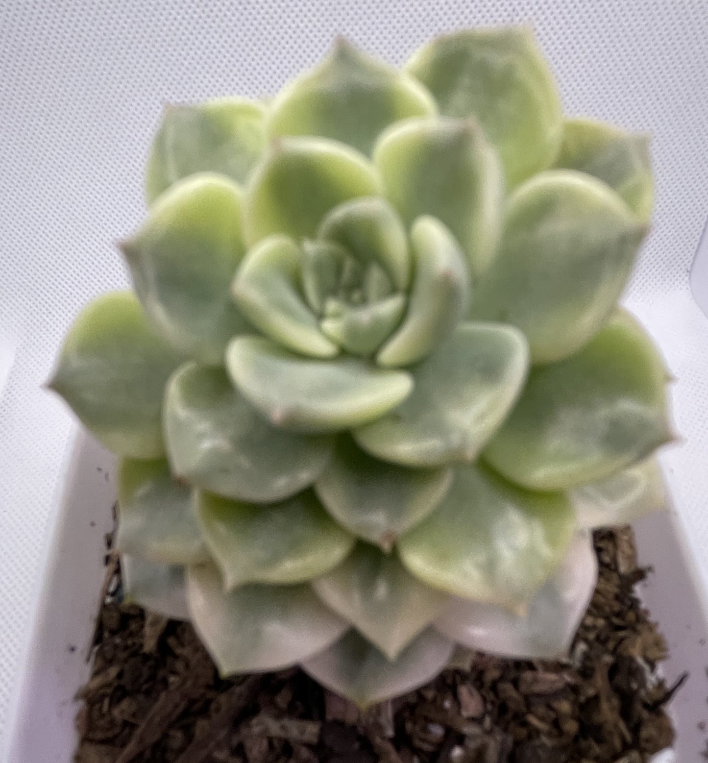 Echeveria 'Tinker Bell' Variegated