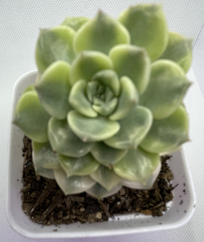 Echeveria 'Tinker Bell' Variegated