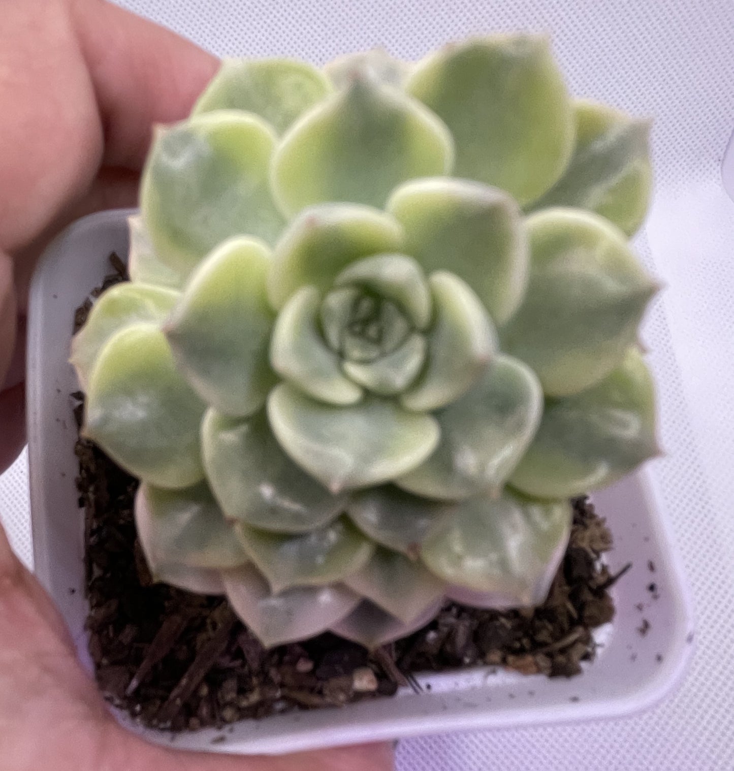 Echeveria 'Tinker Bell' Variegated