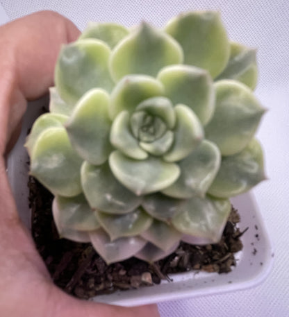 Echeveria 'Tinker Bell' Variegated