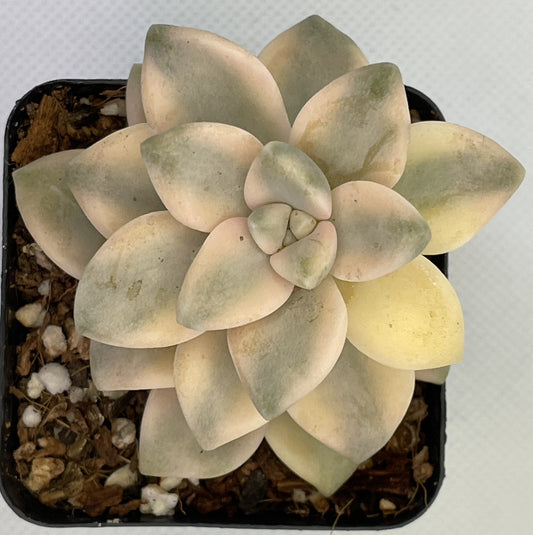 Graptoveria 'Titubans' Variegata