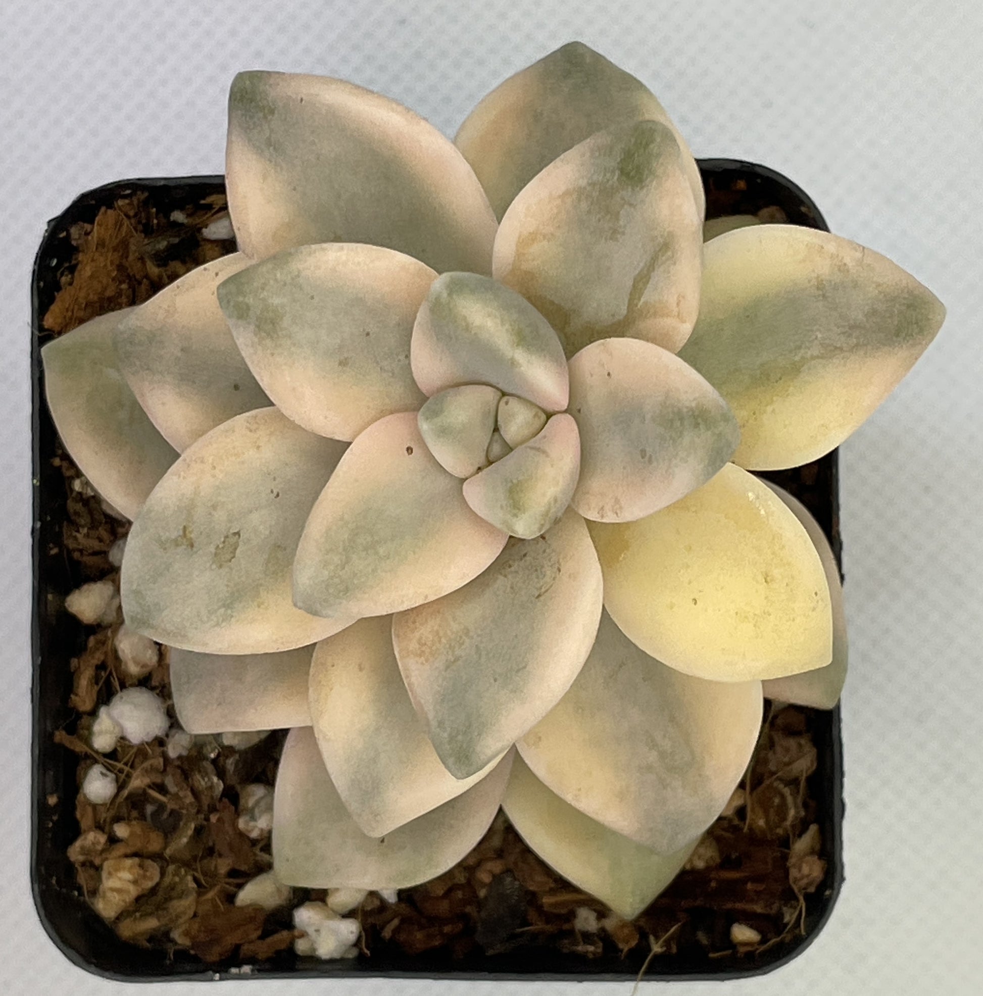 titubans succulent Graptoveria 'Titubans' Variegata – OZ BALCONY SUCCULENT