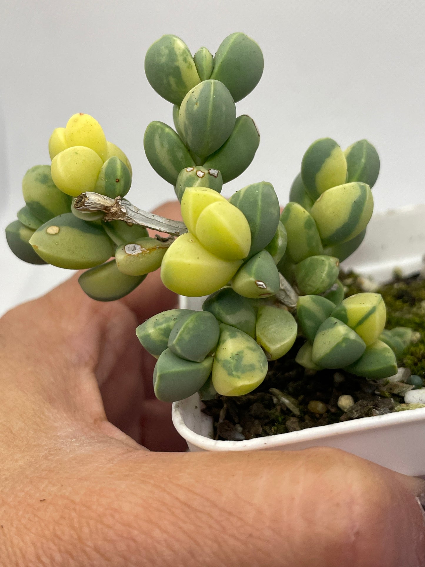 Corpuscularia lehmannii 'Variegata'