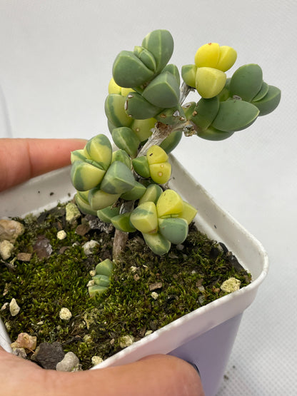 Corpuscularia lehmannii 'Variegata'