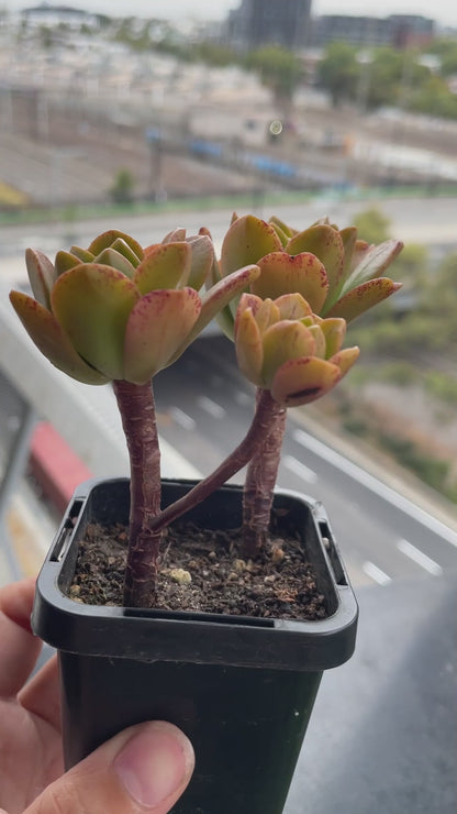 Aeonium 'Bronze Medal'