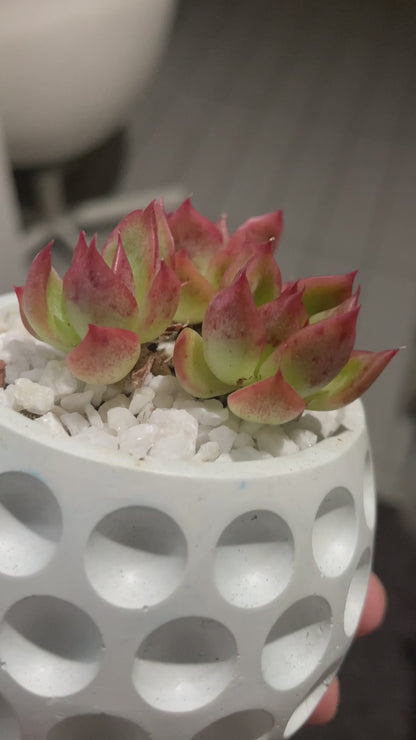 Echeveria Prodidity