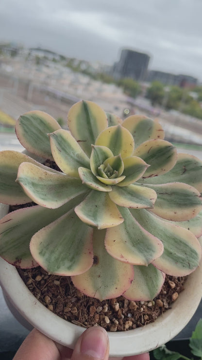 Aeonium Sunburst