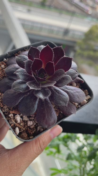 Aeonium Poldark